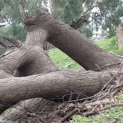 Eucalyptus sp. at Walgett, NSW - suppressed