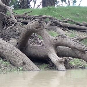 Eucalyptus sp. at Walgett, NSW - suppressed