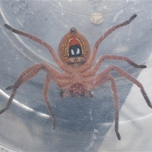 Neosparassus diana at Freshwater Creek, VIC - 16 Jan 2021