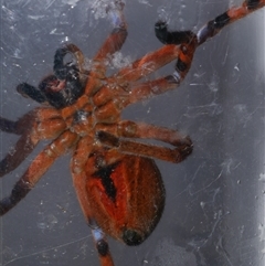 Neosparassus patellatus (Tasmanian Badge Huntsman) at Freshwater Creek, VIC - 15 Jan 2021 by WendyEM