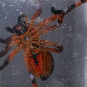 Neosparassus patellatus (Tasmanian Badge Huntsman) at Freshwater Creek, VIC by WendyEM