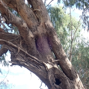 Eucalyptus sp. at Walgett, NSW - suppressed