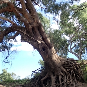 Eucalyptus sp. at Walgett, NSW - suppressed