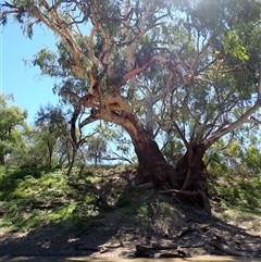 Eucalyptus sp. (A Gum Tree) at Carinda, NSW - 9 Mar 2022 by MB