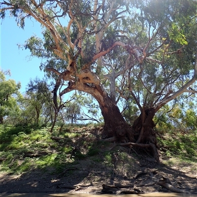 Eucalyptus sp. (A Gum Tree) at Carinda, NSW - 9 Mar 2022 by MB