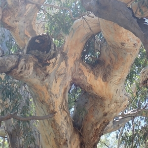 Eucalyptus sp. at Carinda, NSW - suppressed