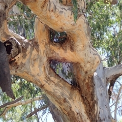 Eucalyptus sp. at Carinda, NSW - suppressed