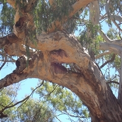 Eucalyptus sp. at Carinda, NSW - suppressed