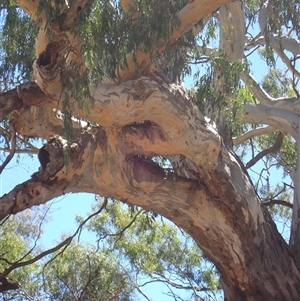 Eucalyptus (genus) at Carinda, NSW - suppressed