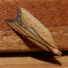 Ardozyga scytina ((A Gelechioid moth (Ardozyga (Protolechia) group) at Freshwater Creek, VIC - 18 Jan 2021 by WendyEM