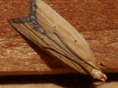 Ardozyga scytina ((A Gelechioid moth (Ardozyga (Protolechia) group) at Freshwater Creek, VIC - 18 Jan 2021 by WendyEM