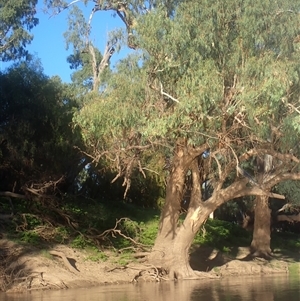 Eucalyptus sp. (A Gum Tree) at Brewarrina, NSW by MB