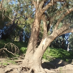 Eucalyptus sp. at Brewarrina, NSW - 10 Mar 2022