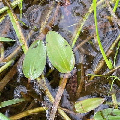 Potamogeton sulcatus (Pondweed) at Bendoura, NSW - 4 Feb 2024 by JaneR