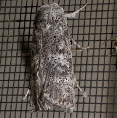 Cryptophasa irrorata (A Gelechioid moth (Xyloryctidae)) at Freshwater Creek, VIC - 18 Jan 2021 by WendyEM