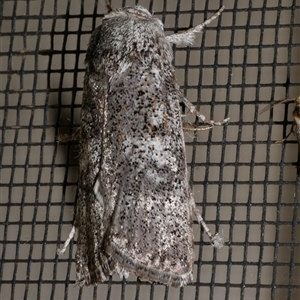 Cryptophasa irrorata at Freshwater Creek, VIC - 18 Jan 2021