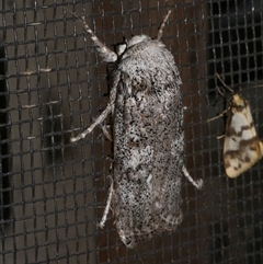 Cryptophasa irrorata at Freshwater Creek, VIC - 18 Jan 2021