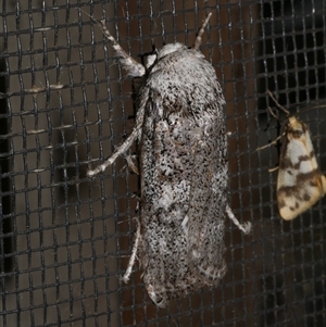 Cryptophasa irrorata at Freshwater Creek, VIC - 18 Jan 2021 02:28 AM