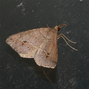 Parosteodes fictiliaria (Dodonaea Moth) at Freshwater Creek, VIC by WendyEM