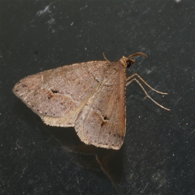 Parosteodes fictiliaria (Dodonaea Moth) at Freshwater Creek, VIC - 18 Jan 2021 by WendyEM