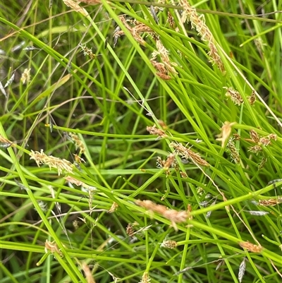 Eleocharis atricha (Tuber Spikerush) at Bendoura, NSW - 4 Feb 2024 by JaneR