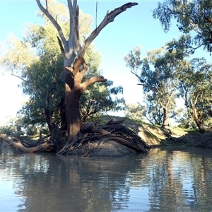 Eucalyptus sp. (A Gum Tree) at Brewarrina, NSW by MB