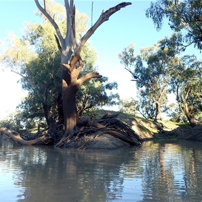 Eucalyptus sp. (A Gum Tree) at Brewarrina, NSW - 10 Mar 2022 by MB