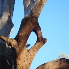 Eucalyptus sp. at Brewarrina, NSW - suppressed