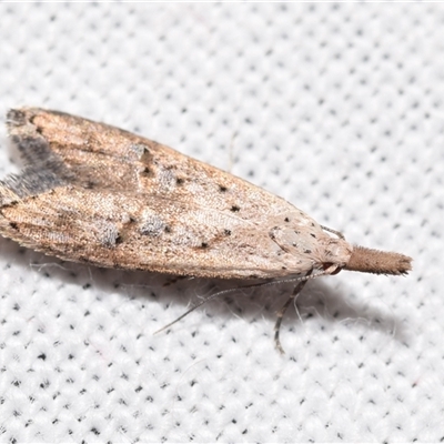 Carposina latebrosa (A Fruitworm moth (Family Carposinidae)) at Jerrabomberra, NSW - 16 Oct 2024 by DianneClarke