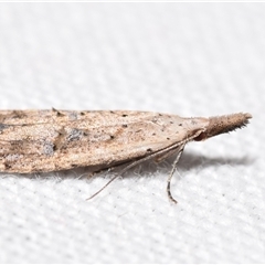 Carposina latebrosa at Jerrabomberra, NSW - 16 Oct 2024