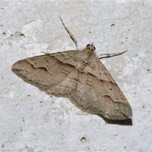 Syneora fractata (Ennominae) at Freshwater Creek, VIC by WendyEM