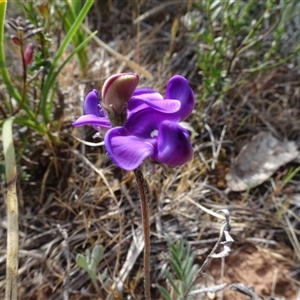 Swainsona behriana at Campbell, ACT - 7 Oct 2024 04:17 PM