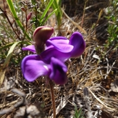 Swainsona behriana at Campbell, ACT - 7 Oct 2024 04:17 PM