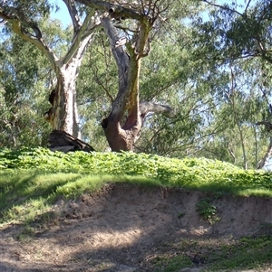 Eucalyptus sp. at Carinda, NSW - suppressed