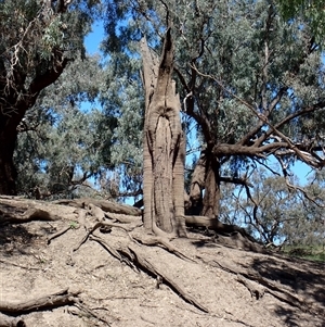 Eucalyptus sp. (A Gum Tree) at Brewarrina, NSW by MB