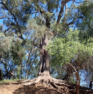 Eucalyptus sp. (A Gum Tree) at Brewarrina, NSW by MB