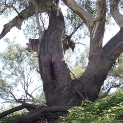 Eucalyptus sp. (A Gum Tree) at Brewarrina, NSW - 11 Mar 2022 by MB