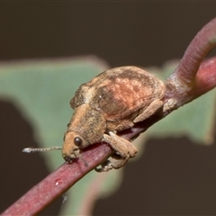 Gonipterus scutellatus (Eucalyptus snout beetle, gum tree weevil) at Bruce, ACT - 16 Oct 2024 by AlisonMilton