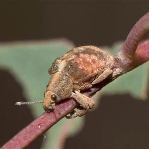 Gonipterus scutellatus at Bruce, ACT - 16 Oct 2024