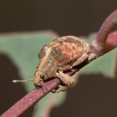 Gonipterus scutellatus (Eucalyptus snout beetle, gum tree weevil) at Bruce, ACT - 15 Oct 2024 by AlisonMilton