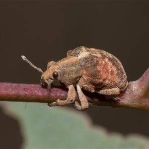 Gonipterus scutellatus at Bruce, ACT - 16 Oct 2024