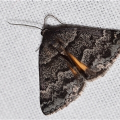 Dichromodes ainaria (A geometer or looper moth) at Jerrabomberra, NSW - 17 Oct 2024 by DianneClarke