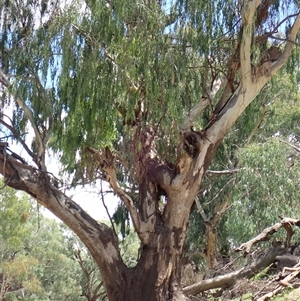 Eucalyptus sp. (A Gum Tree) at Brewarrina, NSW by MB