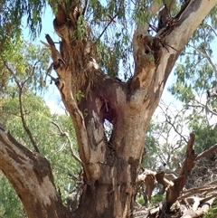 Eucalyptus sp. at Brewarrina, NSW - suppressed