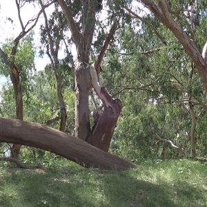 Eucalyptus sp. at Brewarrina, NSW - suppressed