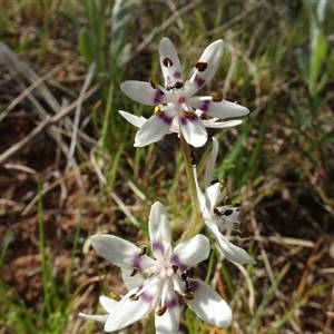 Wurmbea dioica subsp. dioica at Campbell, ACT - 7 Oct 2024