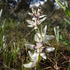 Wurmbea dioica subsp. dioica at Campbell, ACT - 7 Oct 2024 04:18 PM