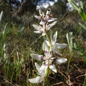 Wurmbea dioica subsp. dioica at Campbell, ACT - 7 Oct 2024