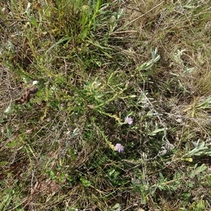 Vittadinia cuneata var. cuneata at Campbell, ACT - 7 Oct 2024