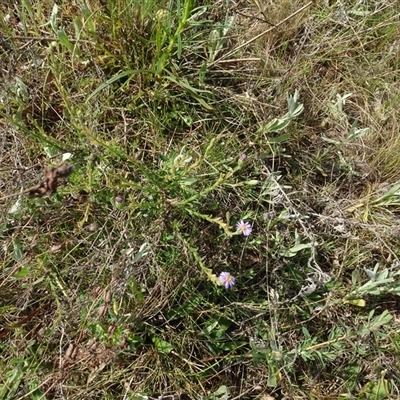 Vittadinia cuneata var. cuneata (Fuzzy New Holland Daisy) at Campbell, ACT - 7 Oct 2024 by AndyRussell